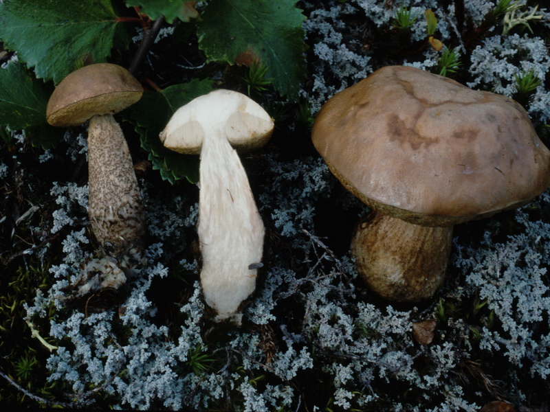 Specie interessanti dalla Lapponia 3 alcune boletaceae